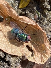 Chrysomya rufifacies