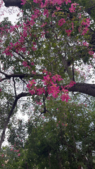 Ceiba speciosa