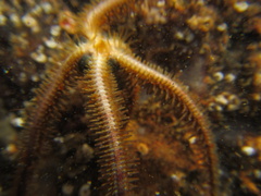 Ophiothrix fragilis