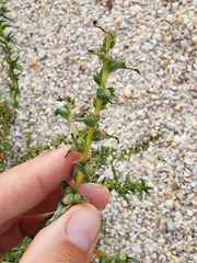Salsola soda