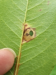 Coptodisca splendoriferella