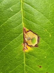 Coptodisca splendoriferella