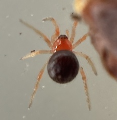 Ruborridion musivum