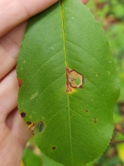 Coptodisca splendoriferella