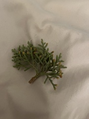Juniperus osteosperma
