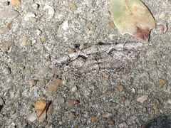 Cymatophora approximaria