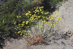 Eriogonum nudum westonii