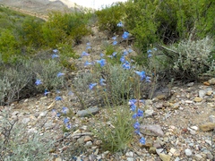 Penstemon dasyphyllus