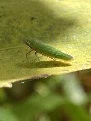 Draeculacephala robinsoni