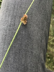 Juncus conglomeratus
