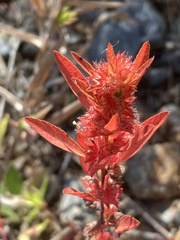 Acalypha gracilens