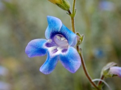 Penstemon dasyphyllus
