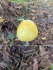 Amanita