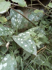 Pulmonaria officinalis