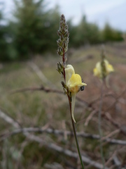 Linaria multicaulis