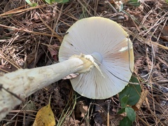 Amanita