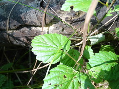 Viburnum rafinesqueanum