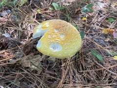 Amanita