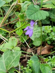 Viola riviniana
