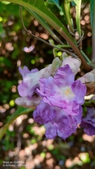 Strobilanthes callosa