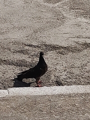 Columba livia domestica