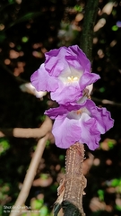 Strobilanthes callosa