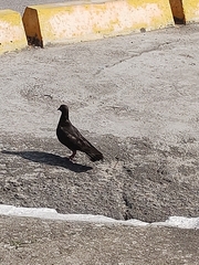 Columba livia domestica