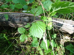 Viburnum rafinesqueanum