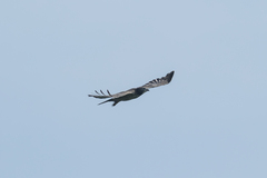 Pernis ptilorhynchus orientalis