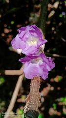 Strobilanthes callosa