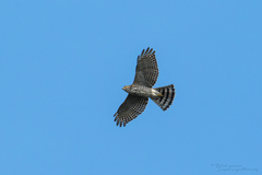 Accipiter gularis