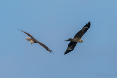 Milvus migrans lineatus