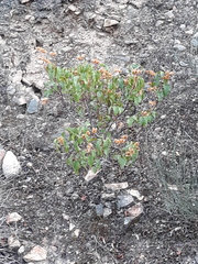 Cistus populifolius