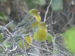 Serinus canaria