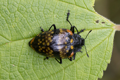 Erotylus clarosignatus