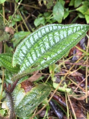 Miconia crenata