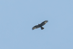 Buteo