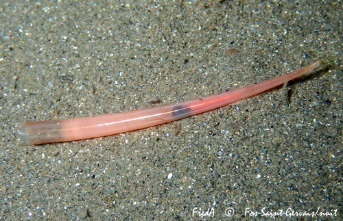 Representative image of Fustiaria rubescens