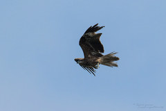 Milvus migrans lineatus