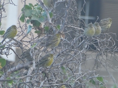 Serinus canaria