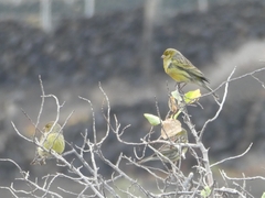Serinus canaria