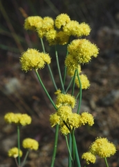 Eriogonum nudum westonii