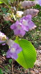 Strobilanthes callosa