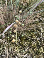 Spergula morisonii