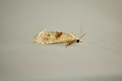 Cochylimorpha straminea