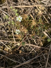 Spergula morisonii