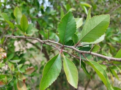 Xylosma venosa