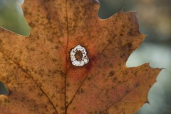 Phyllonorycter basistrigella