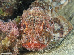 Scorpaena porcus