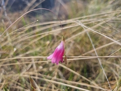 Dierama mossii
